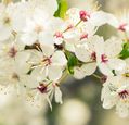 close-up-of-apple-blossom-on-spring-tree