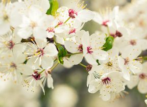 close-up-of-apple-blossom-on-spring-tree