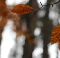 close-up-of-autumn-leaves