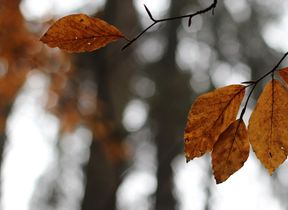 close-up-of-autumn-leaves