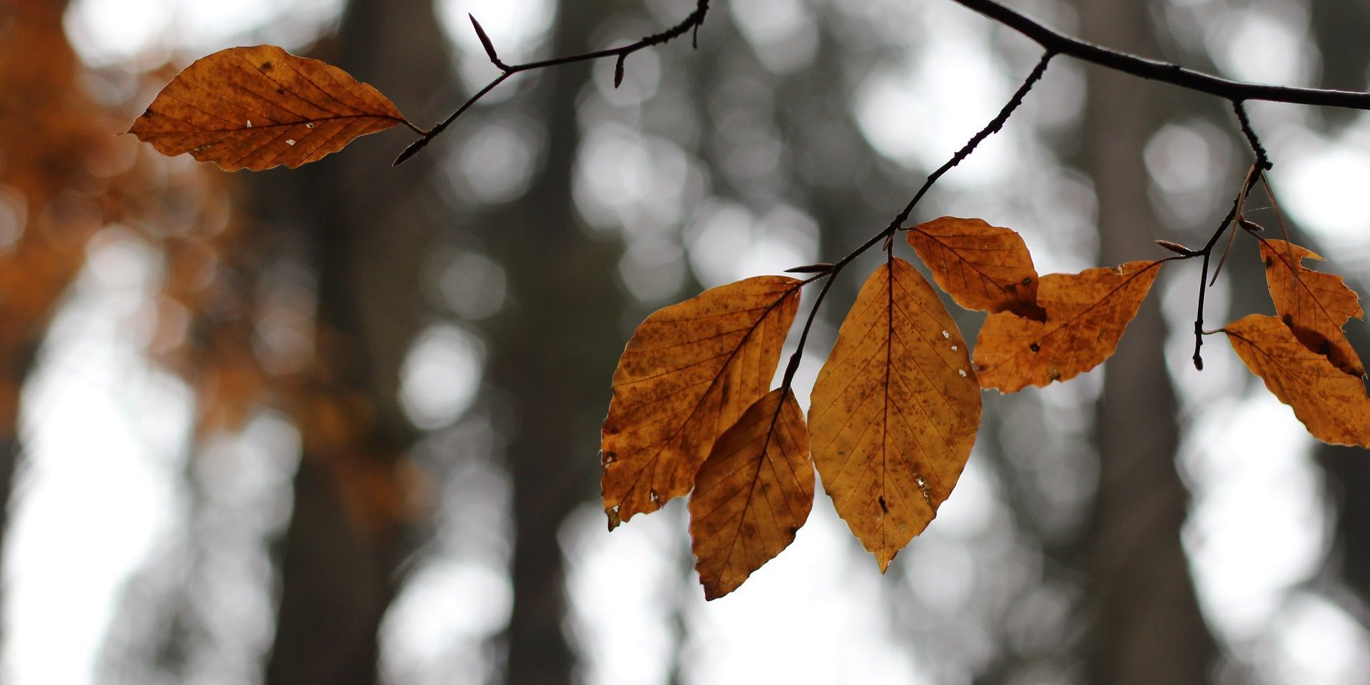 close-up-of-autumn-leaves