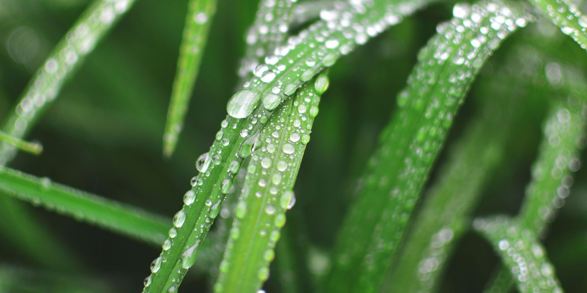 close-up-of-rain-drops-on-plant-leaf