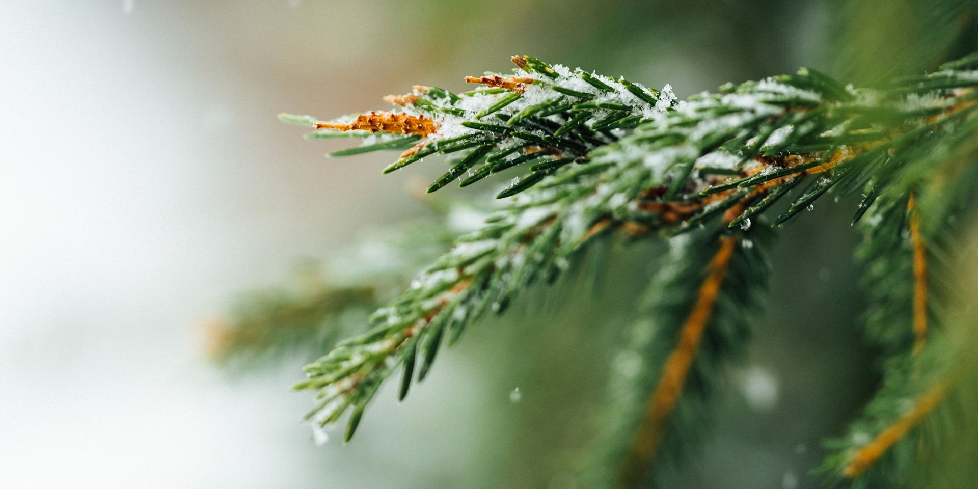 close-up-of-snow-on-a-pine-tree