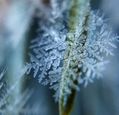 close-up-of-snowflake
