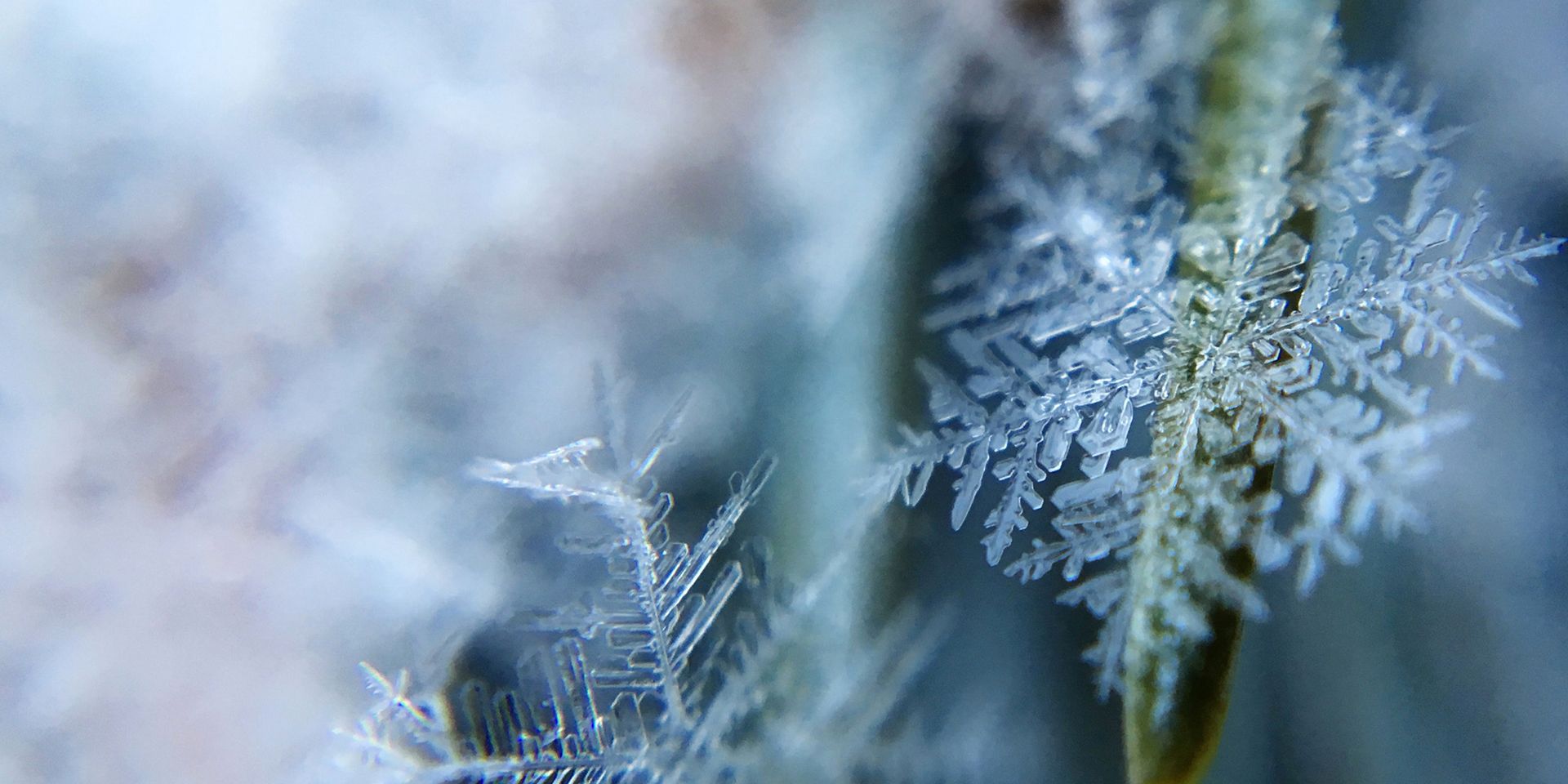 close-up-of-snowflake