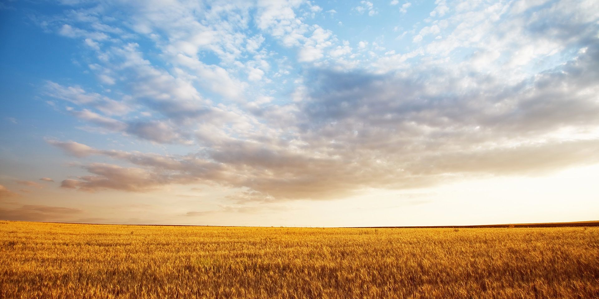 cloudy-skies-over-a-wheat-field
