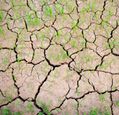 crops-growing-in-arid-conditions-adobe-stock