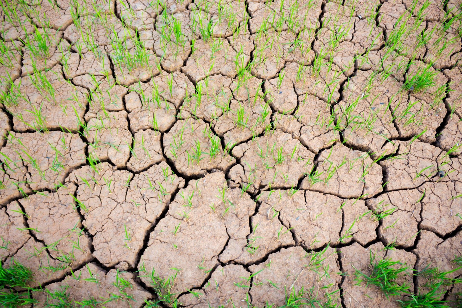 crops-growing-in-arid-conditions-adobe-stock