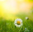 daisy-amongst-grass-in-a-sunny-field