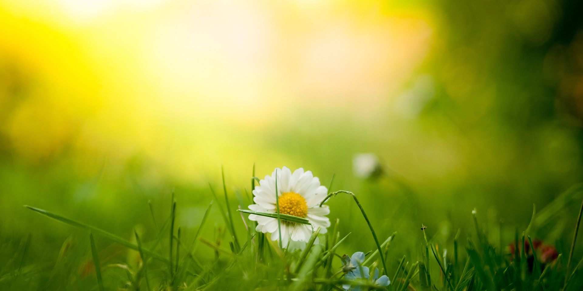 daisy-amongst-grass-in-a-sunny-field
