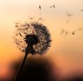 dandelion-clock-blowing-in-the-wind-photo-dawid-zawila