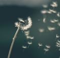 dandelion-seeds-dispersing-in-the-wind