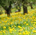 dandelions