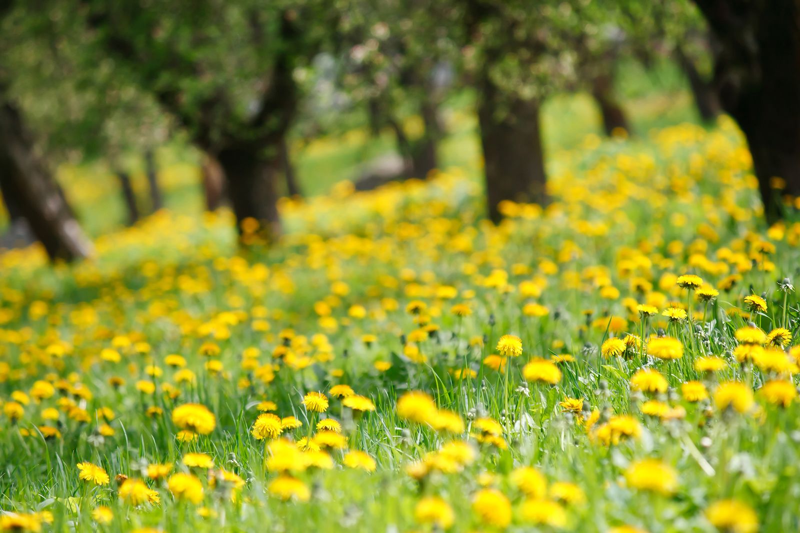 A week of warm spring weather with sunny spells - Met Office