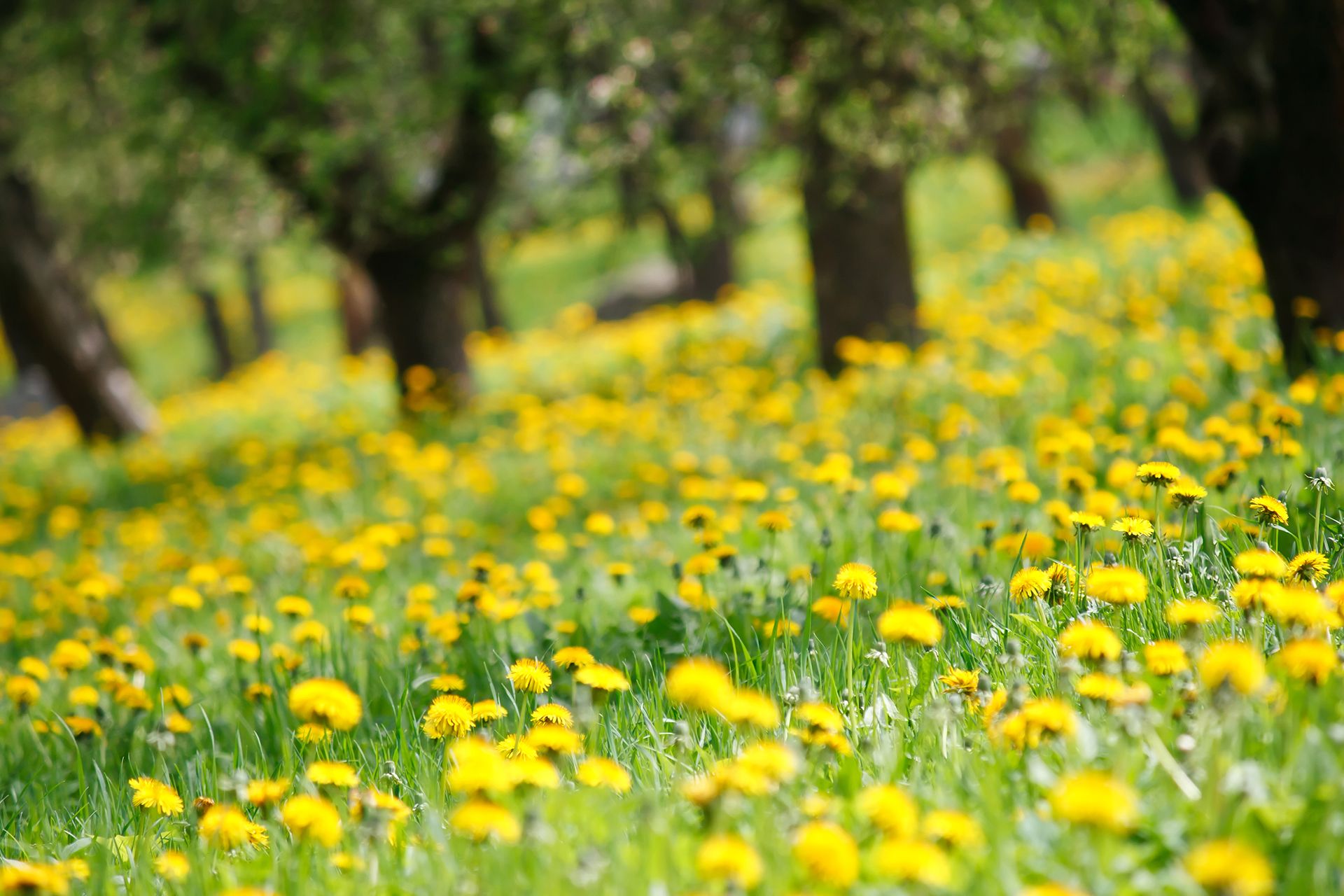 dandelions