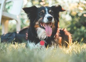 dog-keeping-cool-in-the-shade