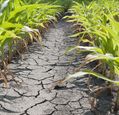 drought-cornfield