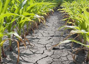 drought-cornfield