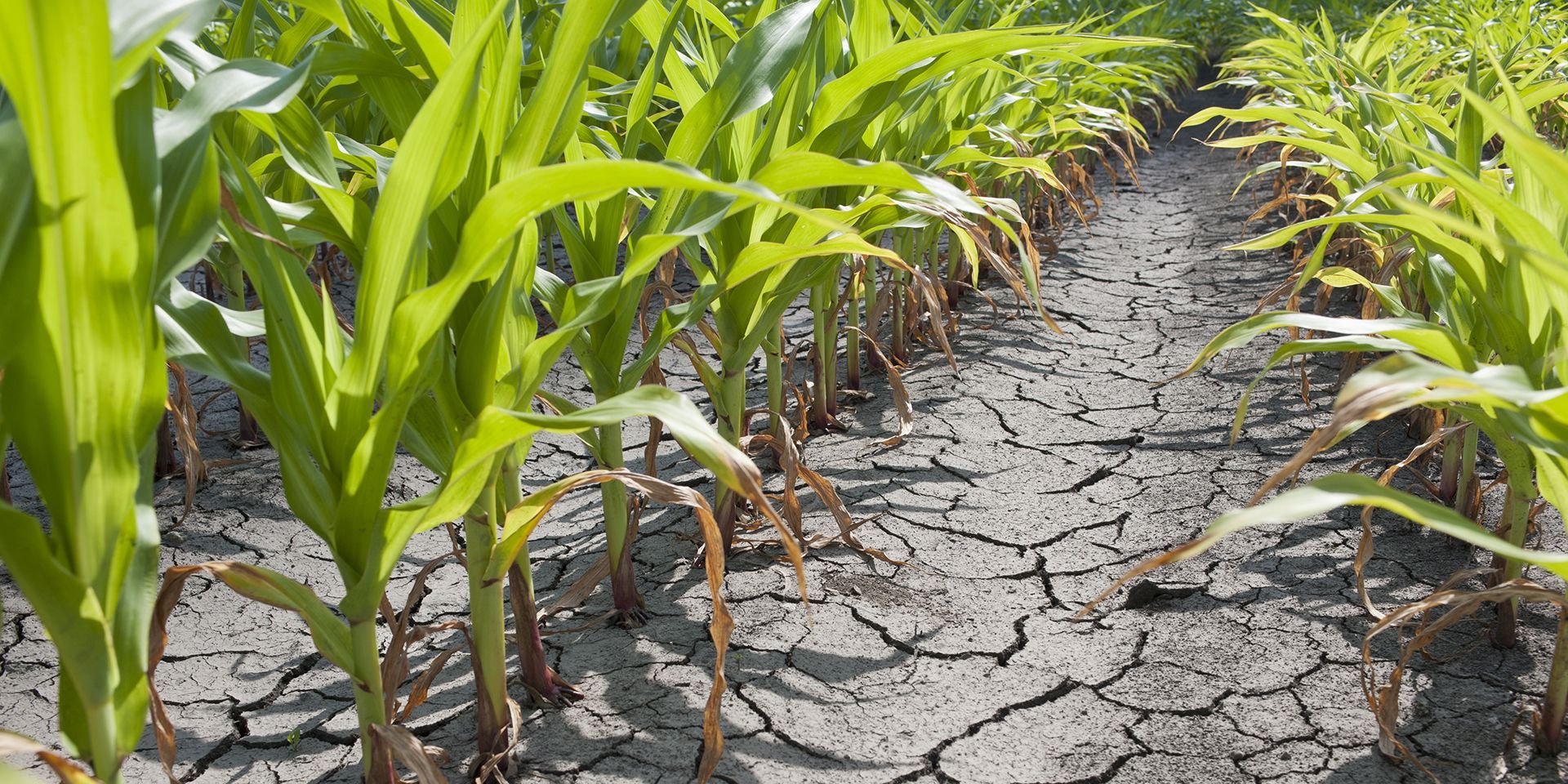 drought-cornfield