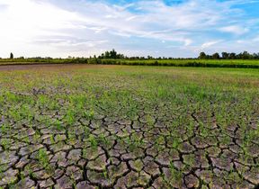 dry-landscape
