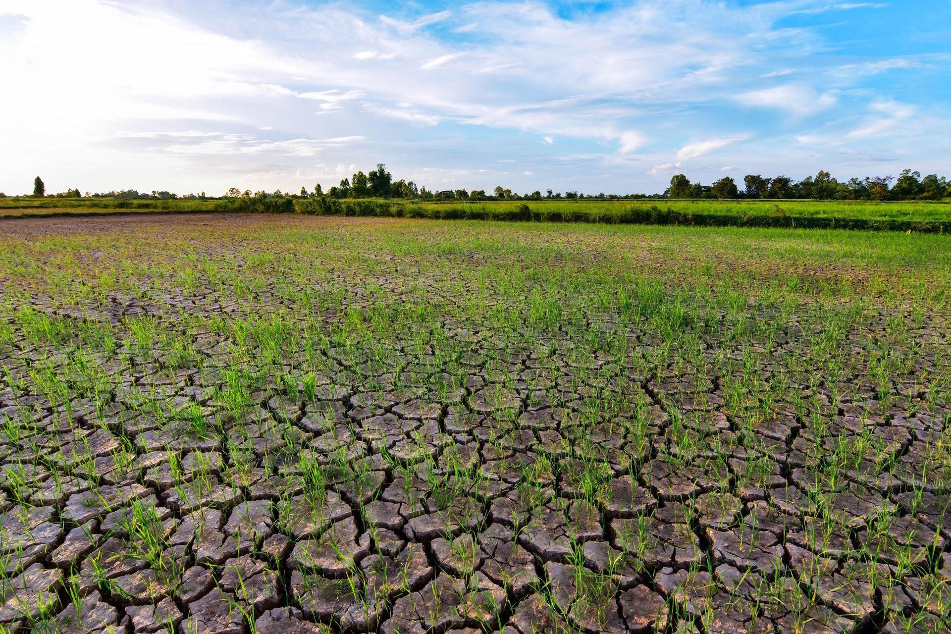 A dry landscape