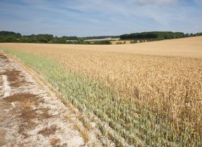 field-of-wheat