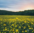 field-of-yellow-flowers