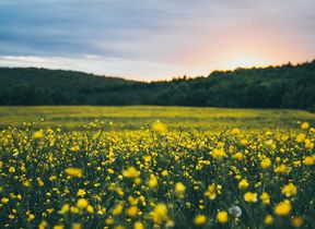 field-of-yellow-flowers