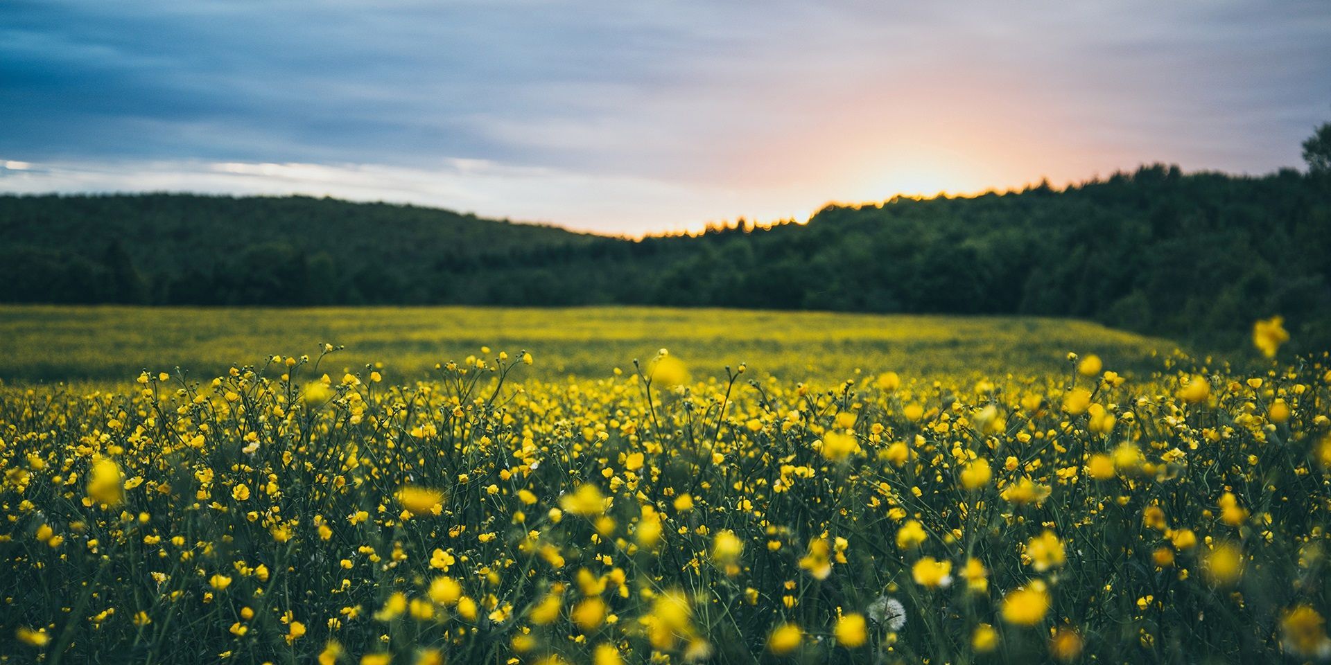 A field of flowers at sunset.