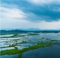 floating-islands-of-plants-in-loktak-lake-manipur-india-during-monsoon-season.shutterstock_677929075