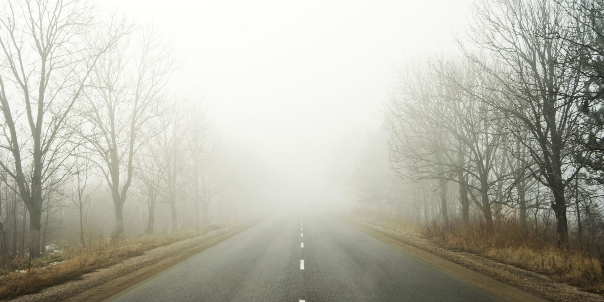 Fog over a country road with bare trees lining the road.