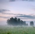 foggy-morning-in-a-meadow