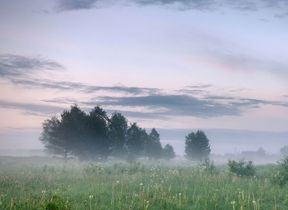 foggy-morning-in-a-meadow