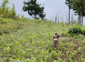 framing-fields-in-tanzania