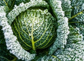 frost-on-a-cabbage