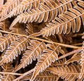 frost-on-frozen-leaves