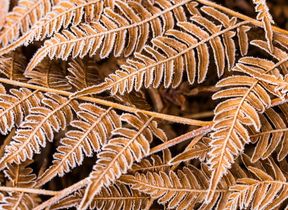 frost-on-frozen-leaves