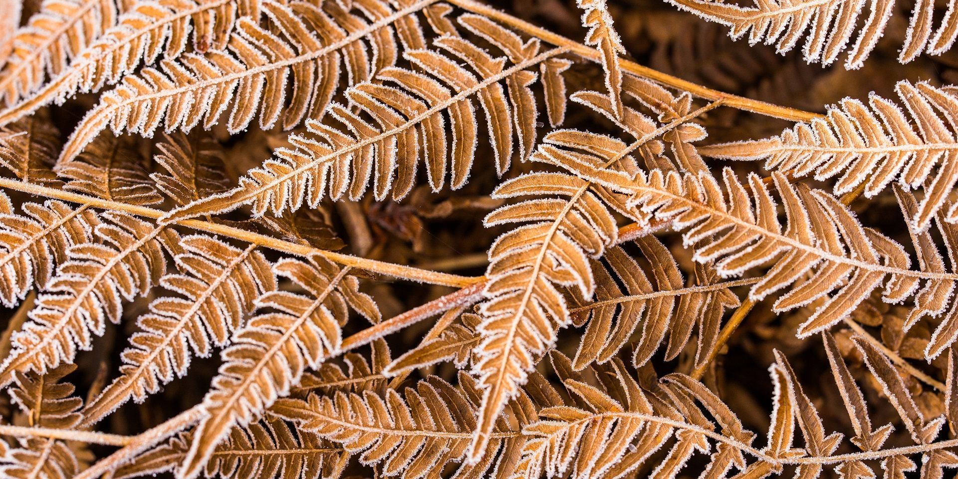 frost-on-frozen-leaves