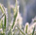 frost-on-grass