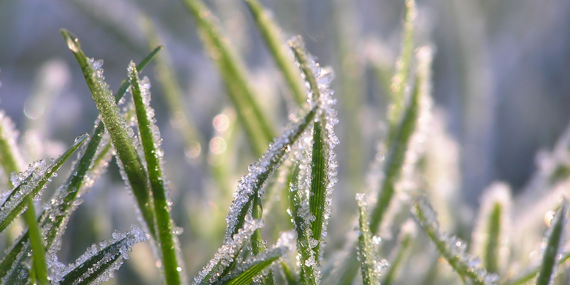 frost-on-grass