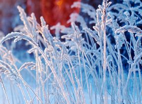 frost-on-grasses