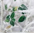 frost-on-leaves