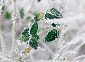 frost-on-leaves
