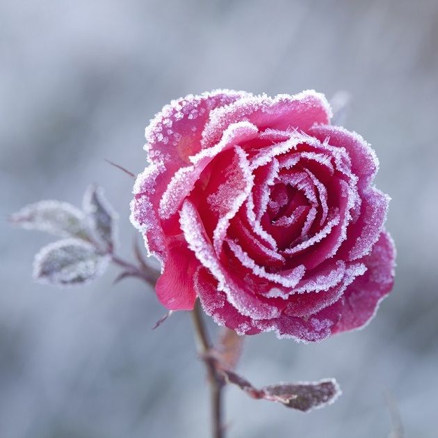 frosty-pink-rose-630