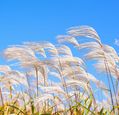 grasses-blowing-in-a-field