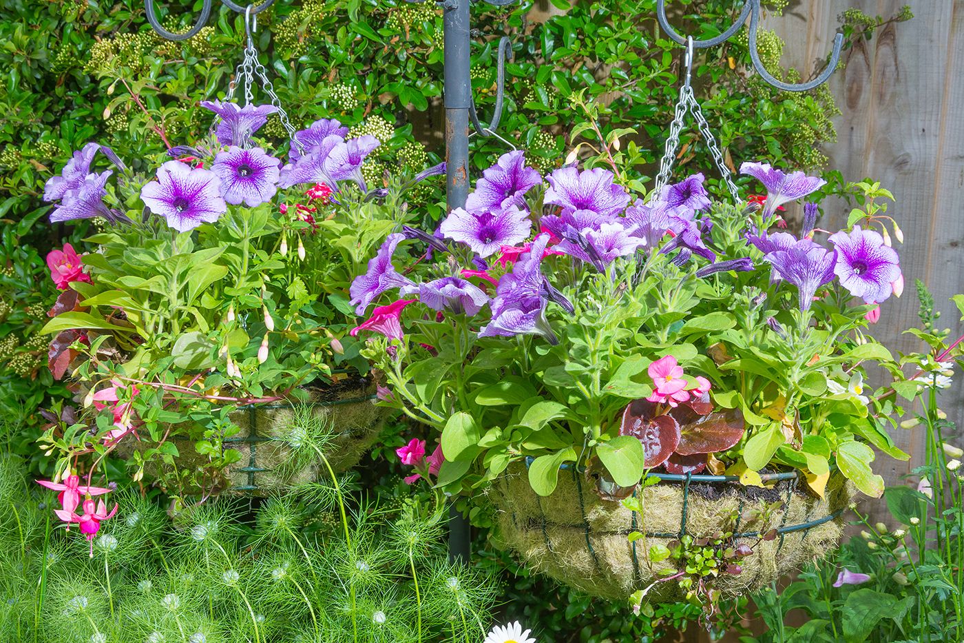 hanging-baskets-with-flowers