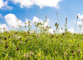 hayfever-pollen-meadow