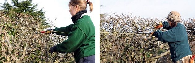 hedge-renovation-double