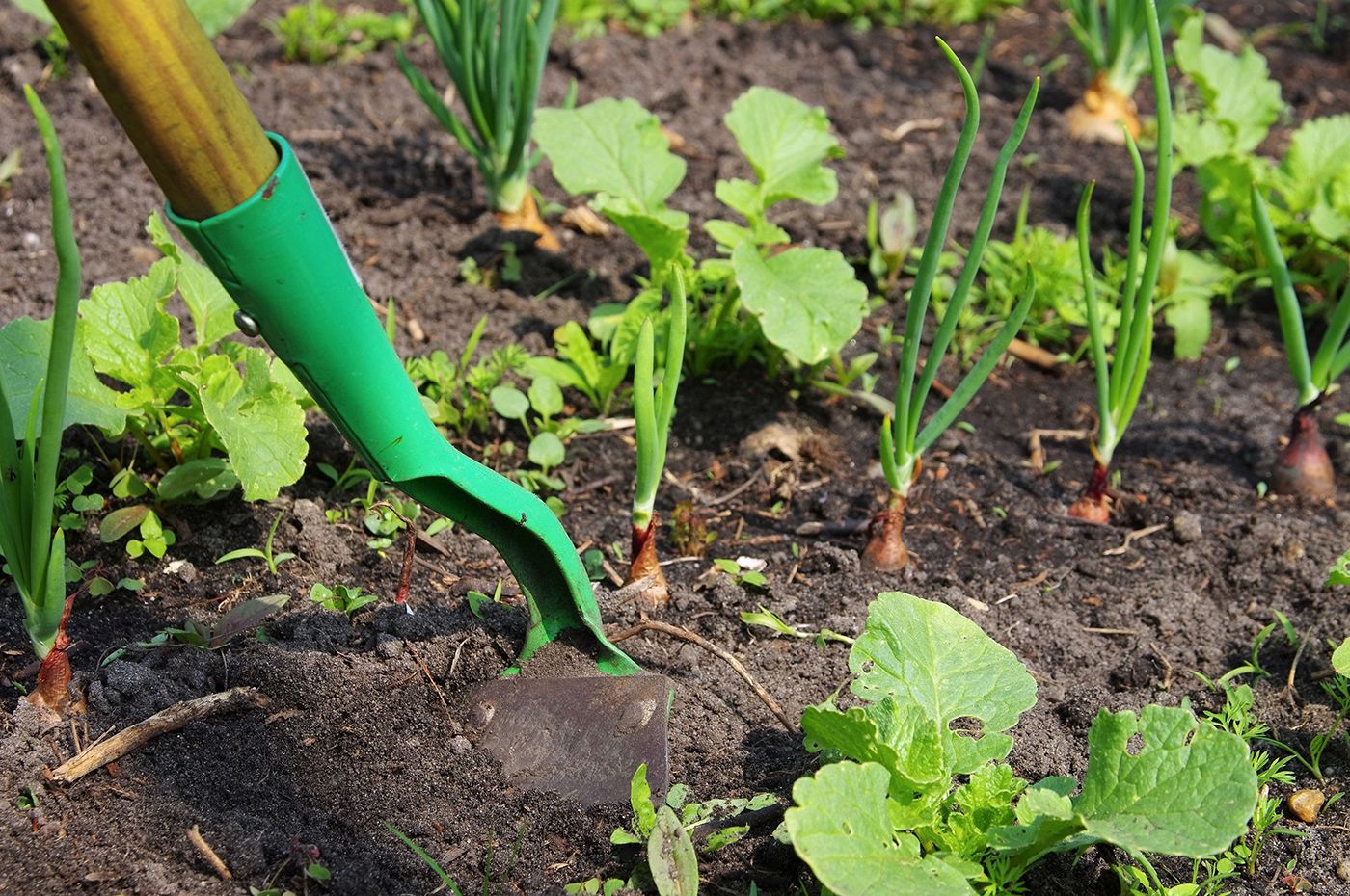 hoeing-weeds-in-the-garden
