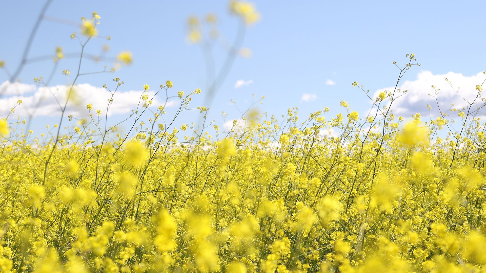 A meadow with flowers and pollen